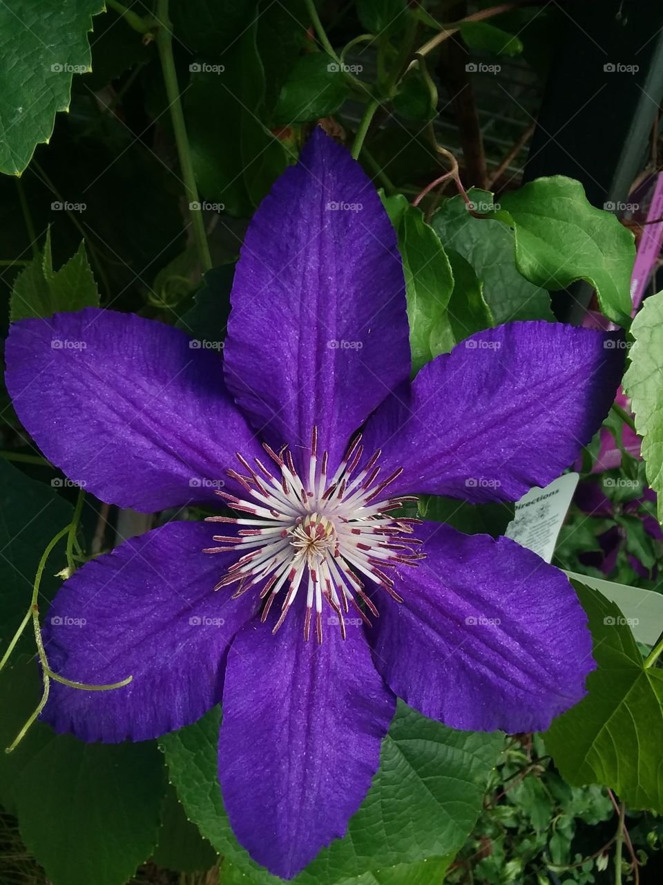 A beautiful purple and white flower, with vibrant green leaves.