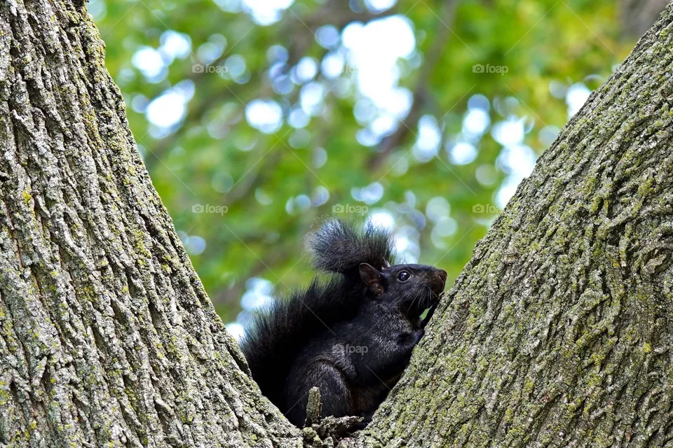 Squirrel 