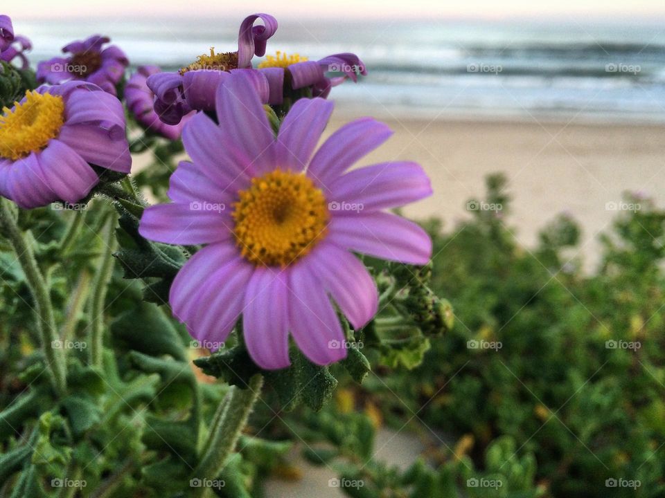 Flowers growing at the beach