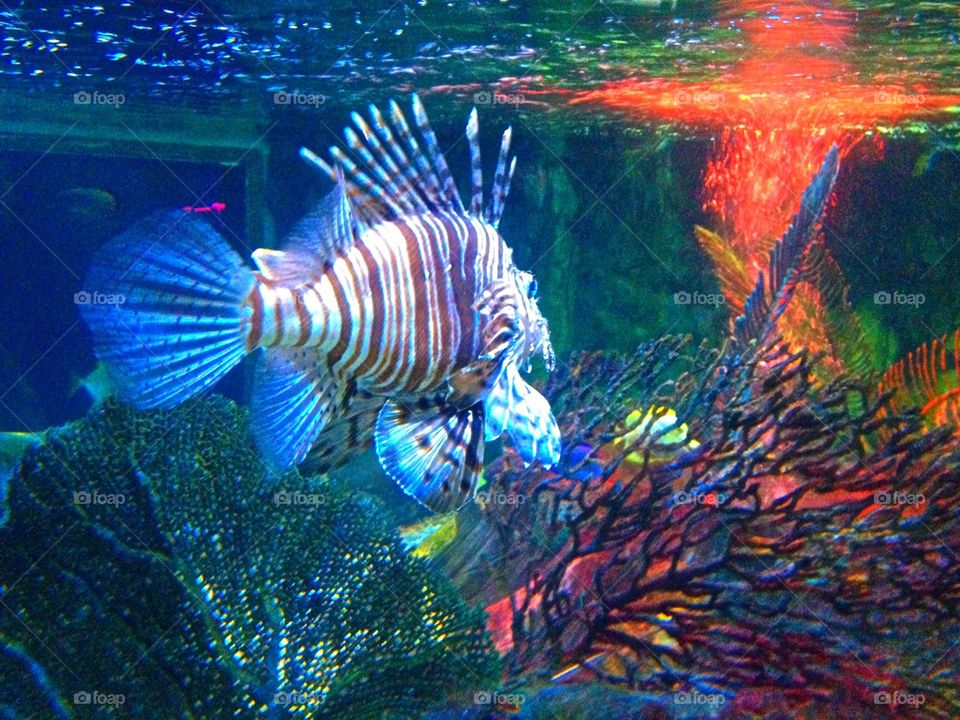 Tommy Girl. Birmingham Aquarium - not quite the Indian Ocean