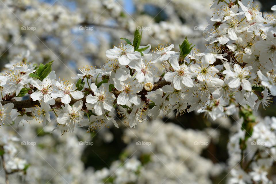 spring flowers blooming