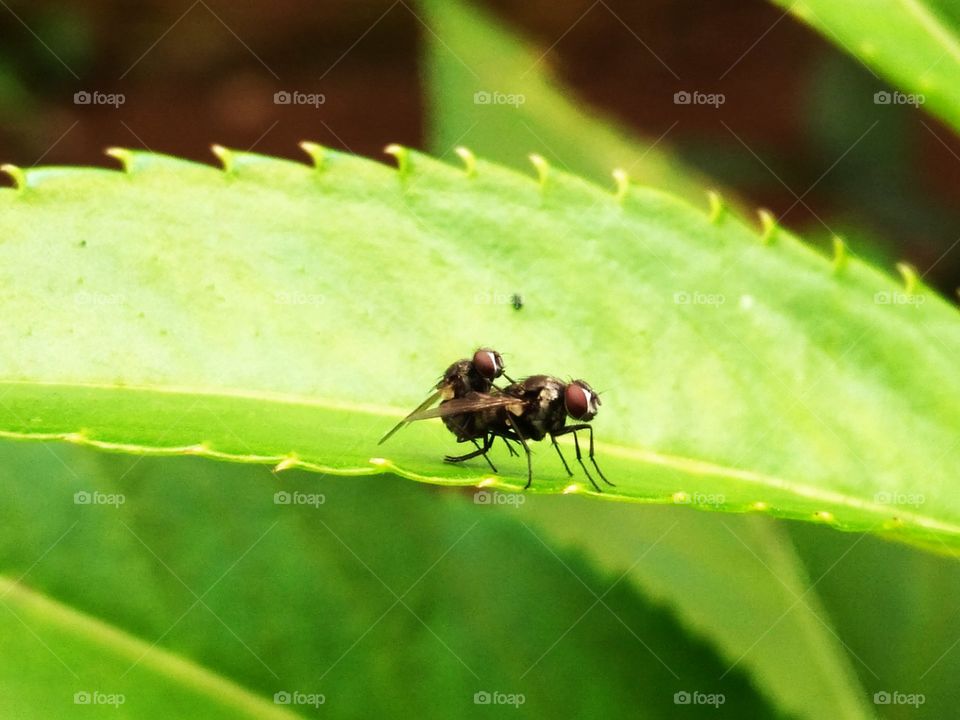 Two pairs of flies were making love on the leaves