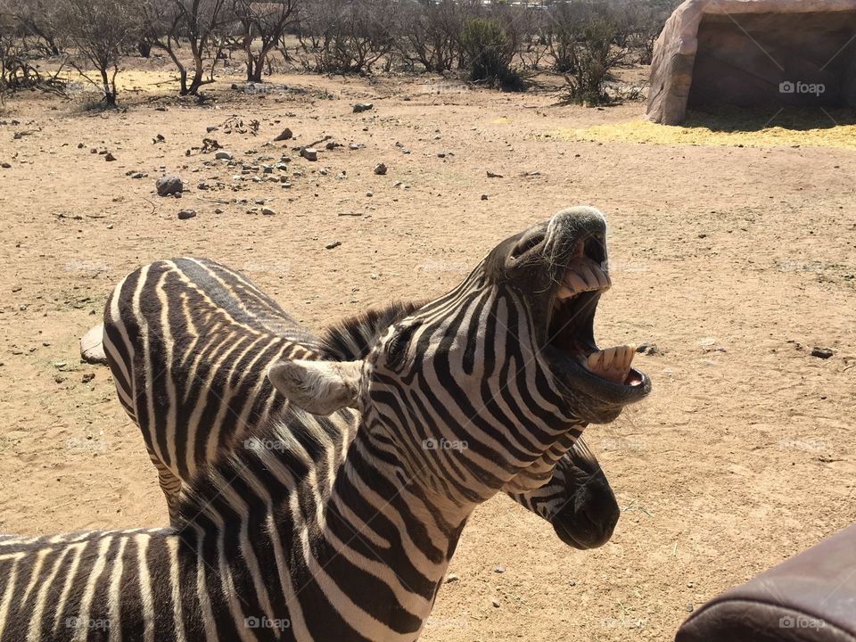 Zebra asking for treats that the bus tour guide feeds them at Out of Africa park in Arizona.