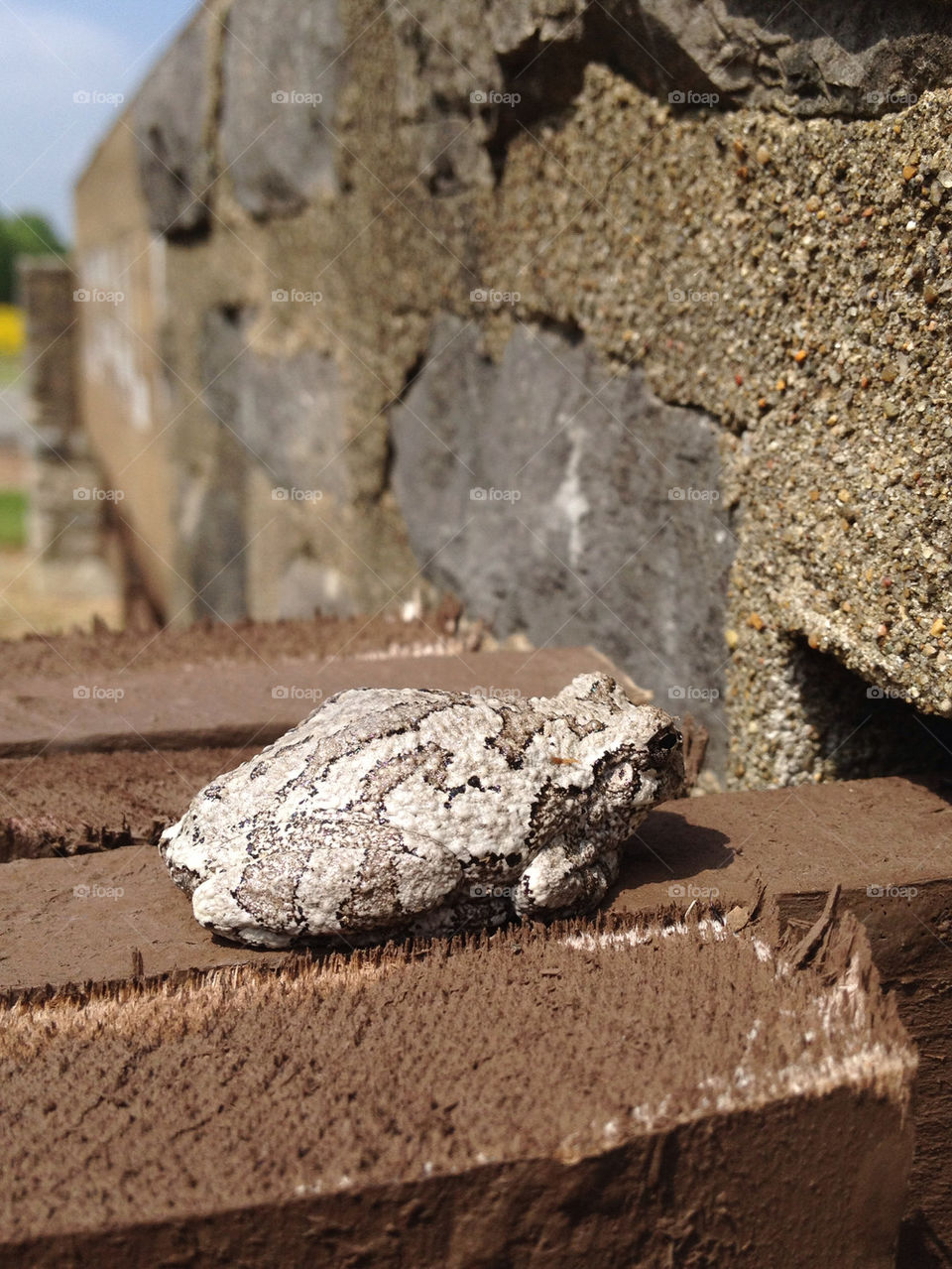 Toad in the sun