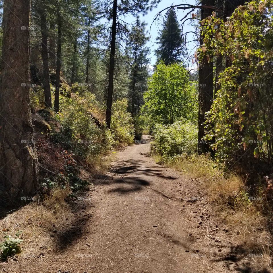 hiking trail in the woods on a sunny summer day