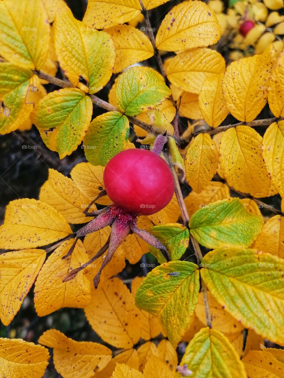 Rosehip leaves glow in the colors of autumn.
