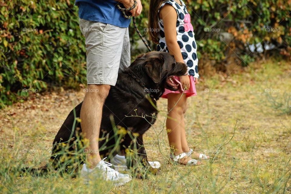 people walking with dogs