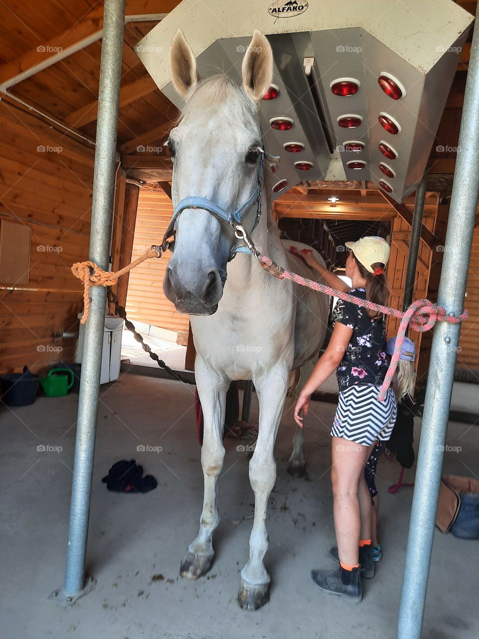 girl cleaning a horse