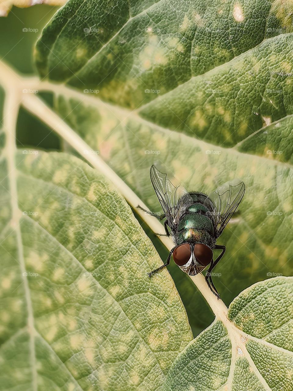 An insect on a green leaf