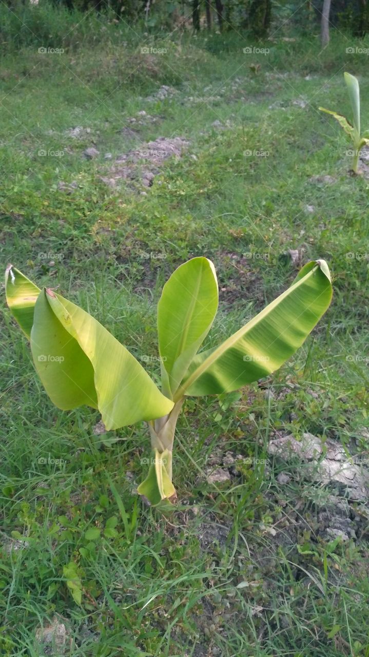 Banana tree started to growing stage.