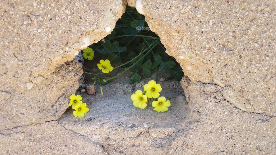 Yellow clover in Spain...