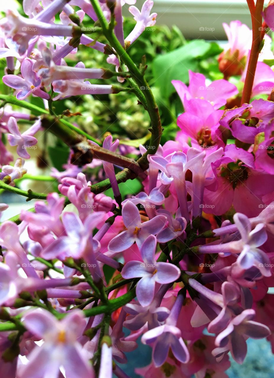 Close-up of pink flower
