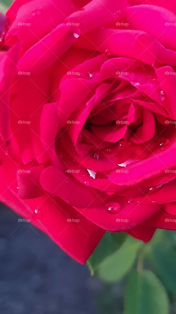red rose after the rain macro