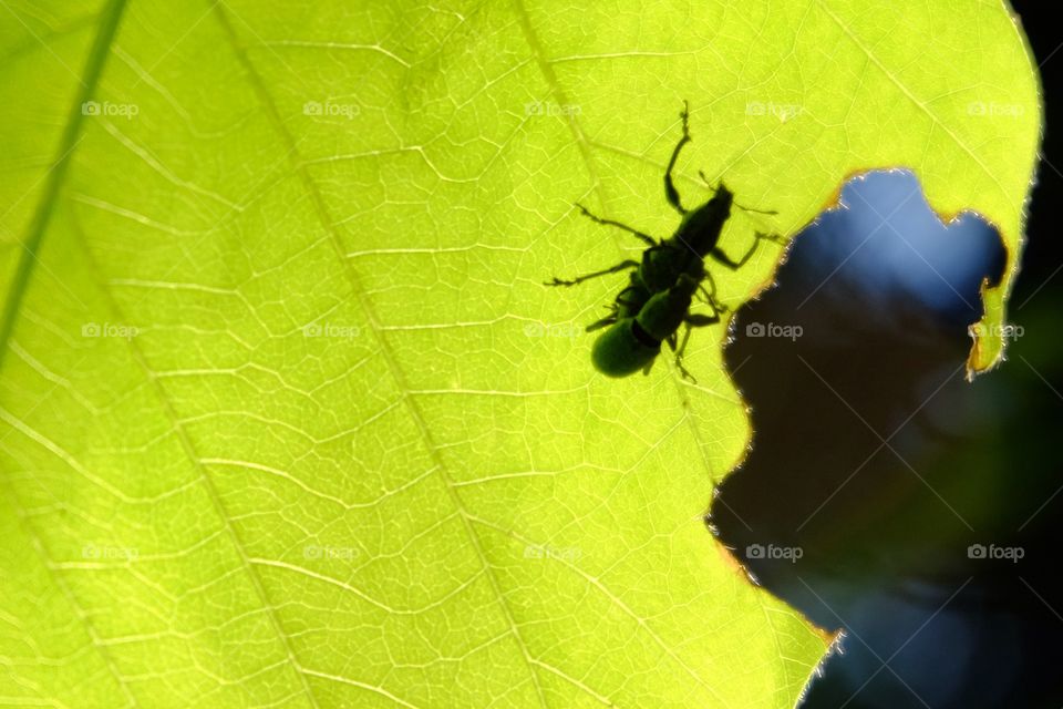 Leaf insect