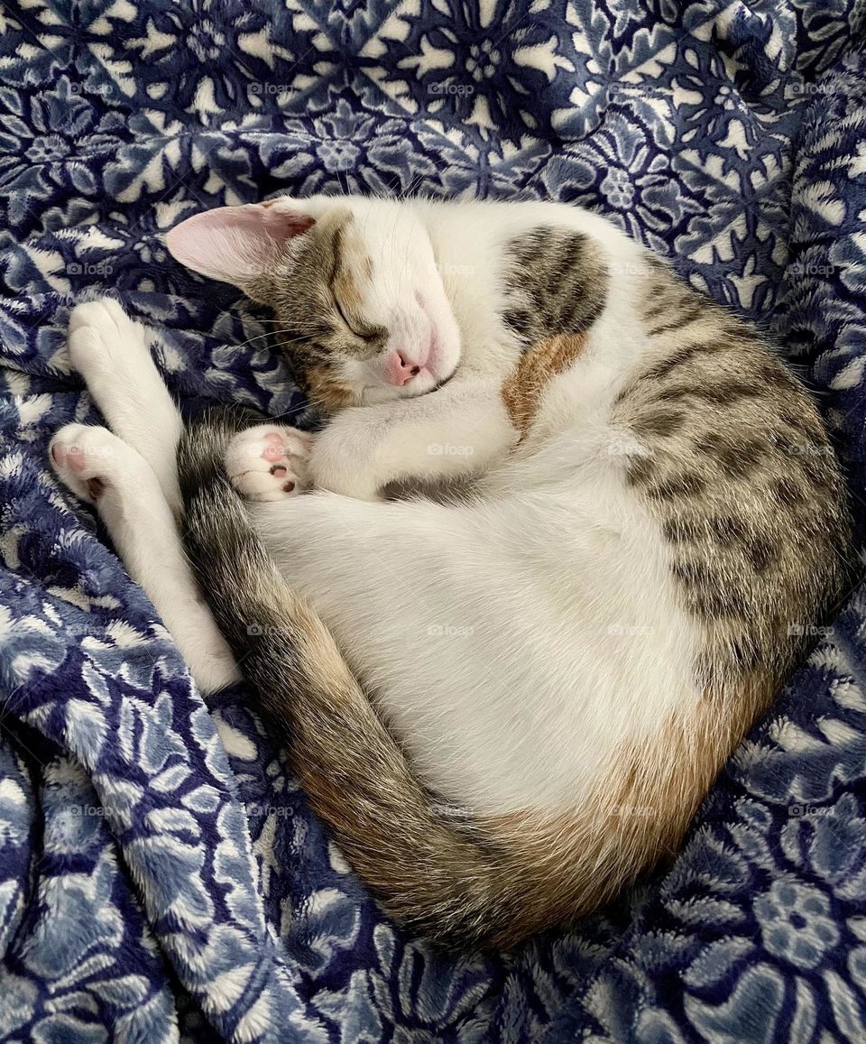 A calico kitten sleeping on a blue and white fleece blanket