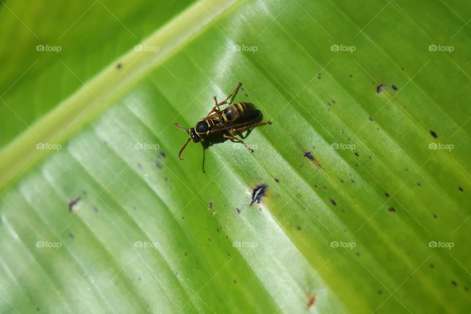 Wasp