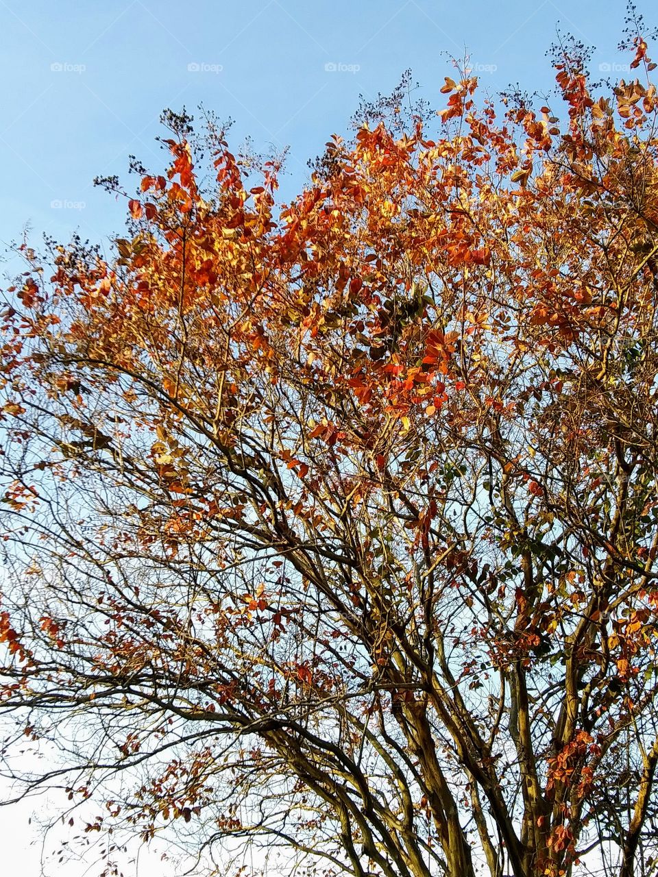 autumn tree with red leaves