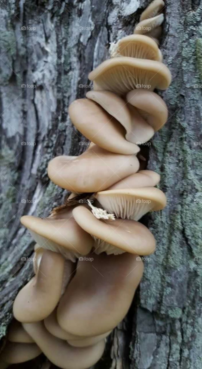 fungus among us