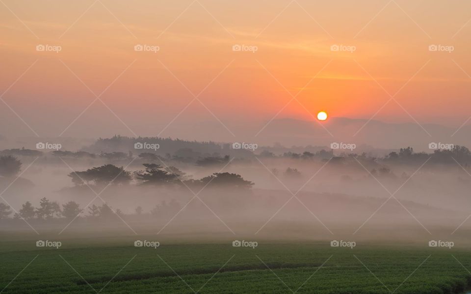 Foggy at tea plantation