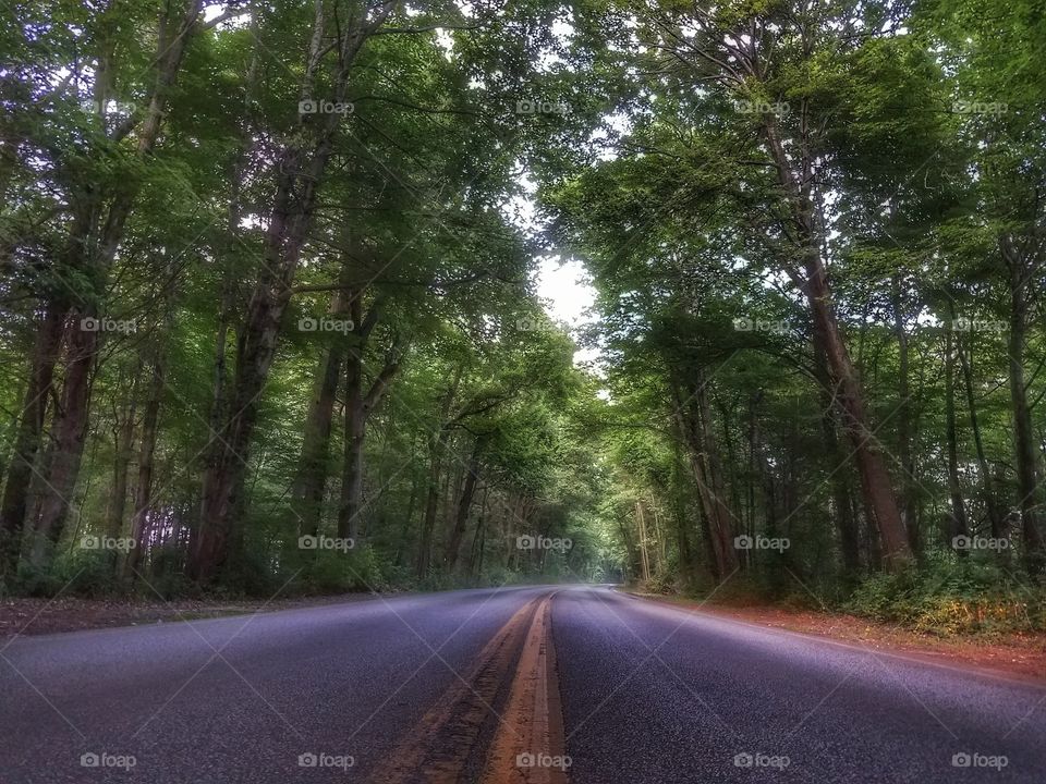 Road through the trees