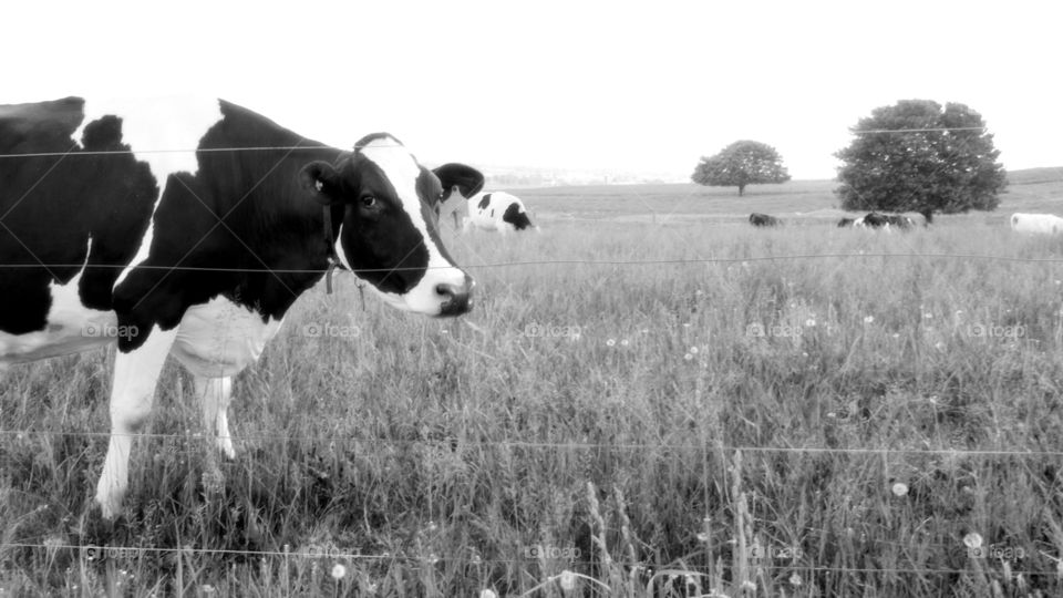 curious cow
