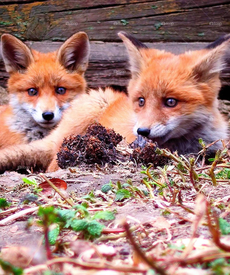 Two little foxes lie on the ground.  In the background is the foundation of an old wooden house