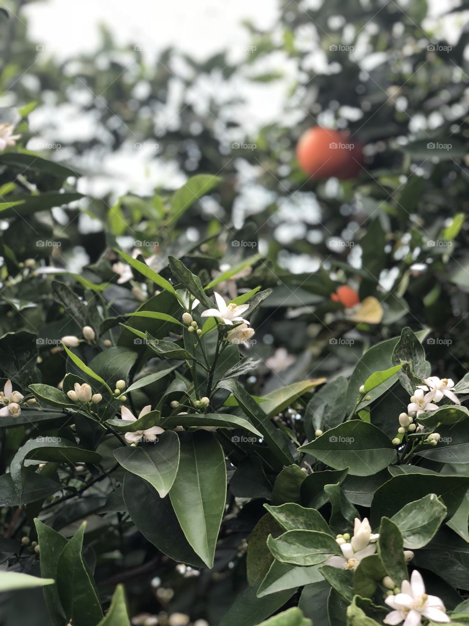 Orange Blossoms