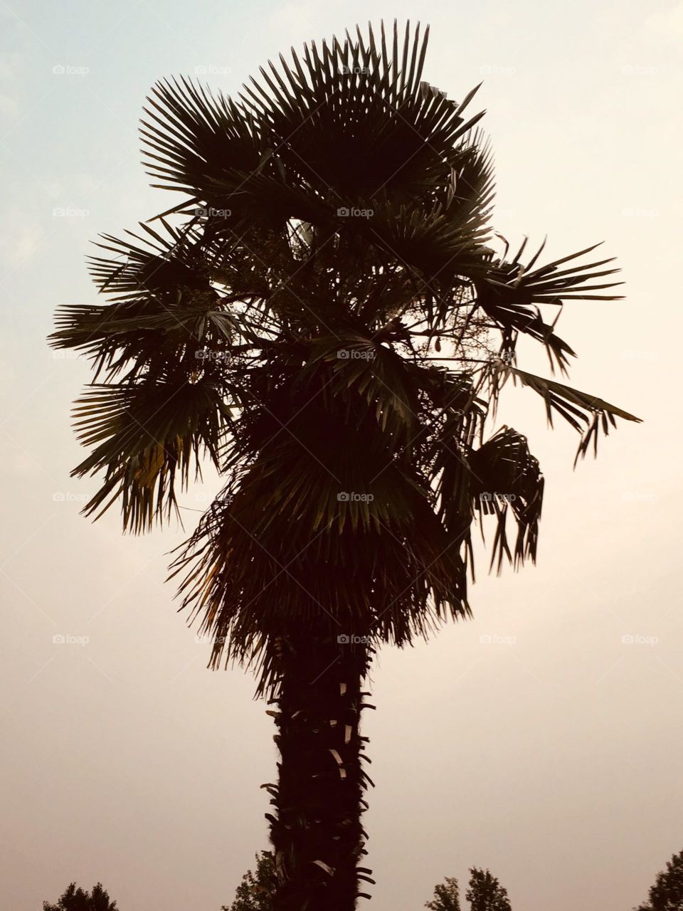 Palm tree
