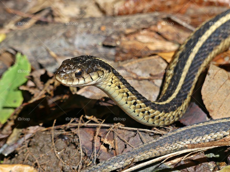 Wild Animals of The United States Foap Missions - Garter Snake slivering away