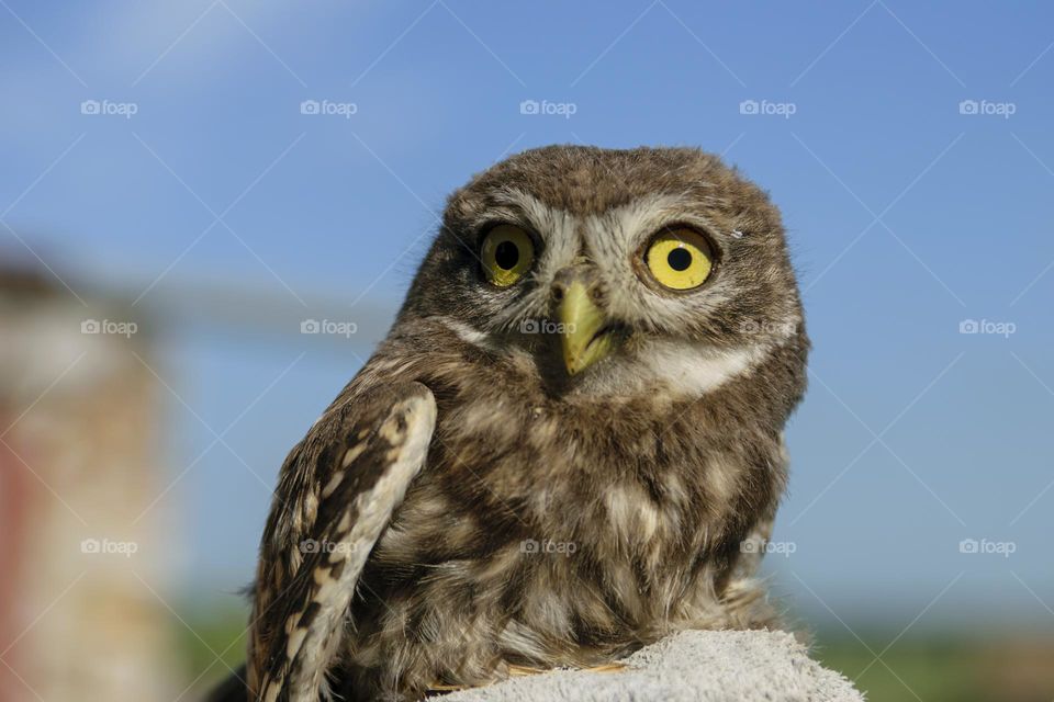 Little owl sits on the owner's hand