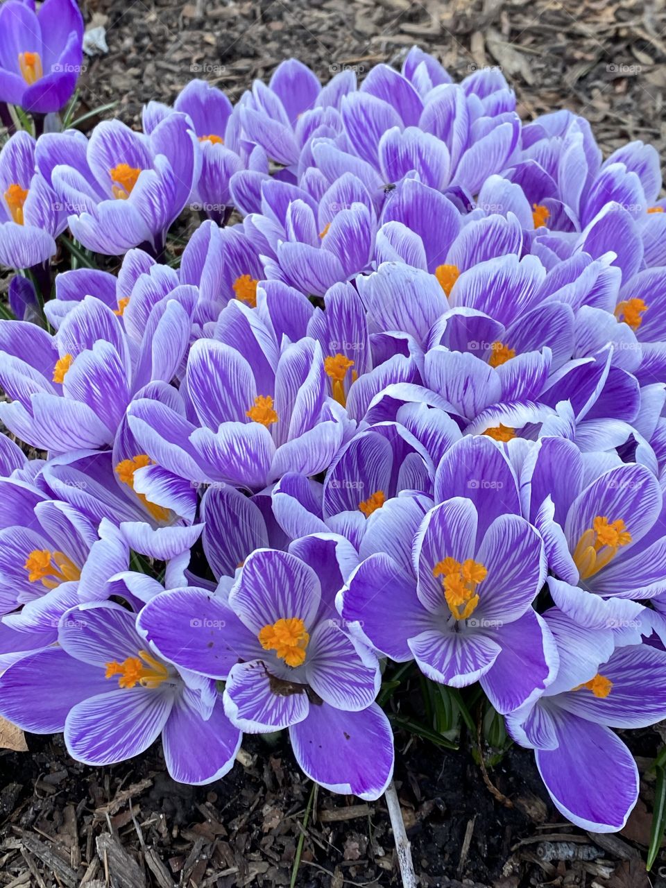 Crocus ushering in Spring 