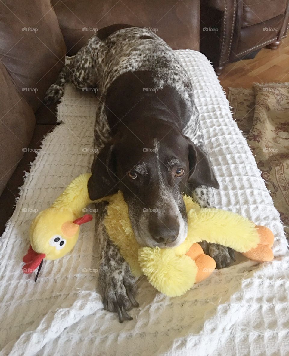 German shorthaired pointer