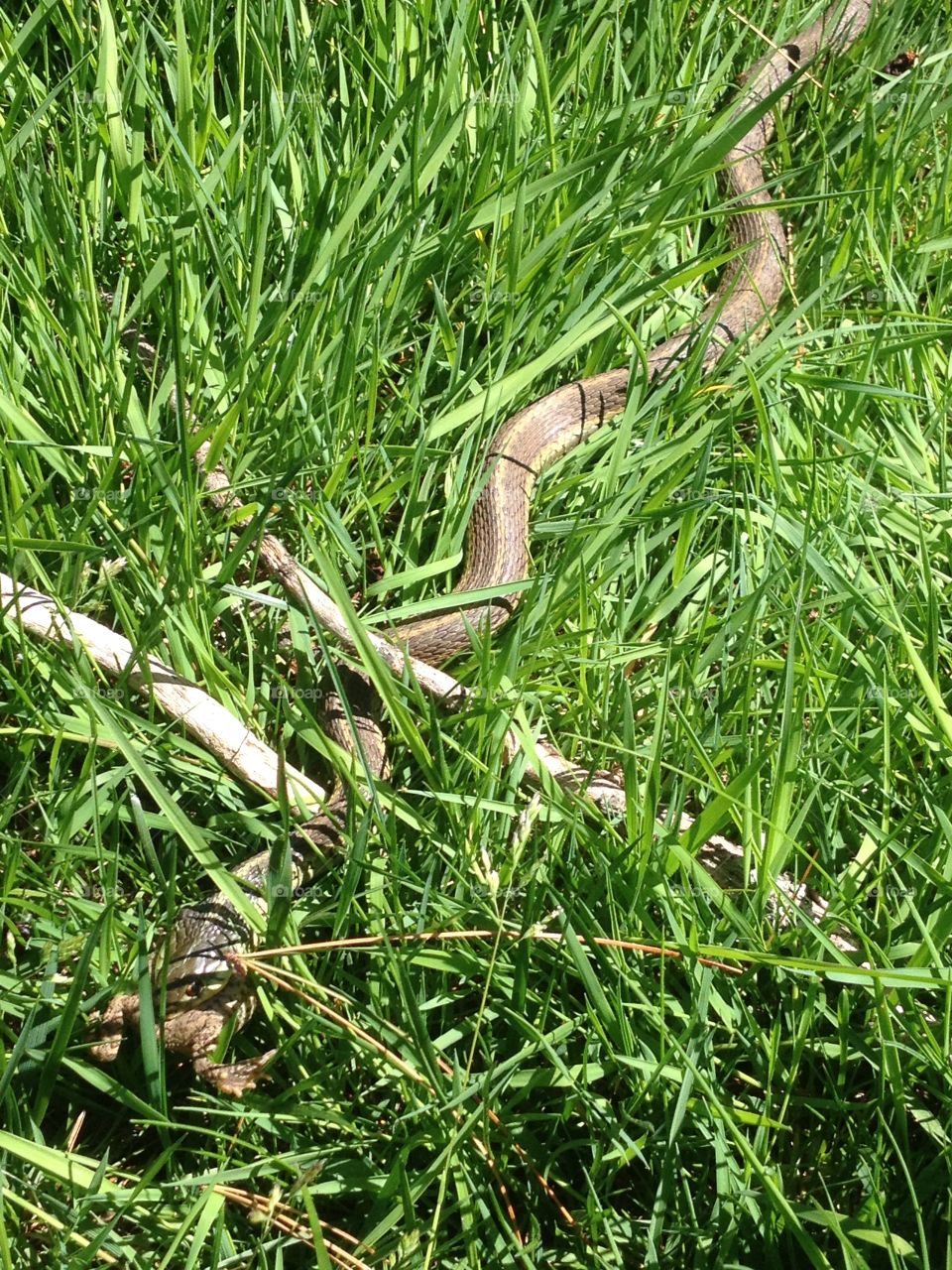 Snake lunch . Snake eating a toad