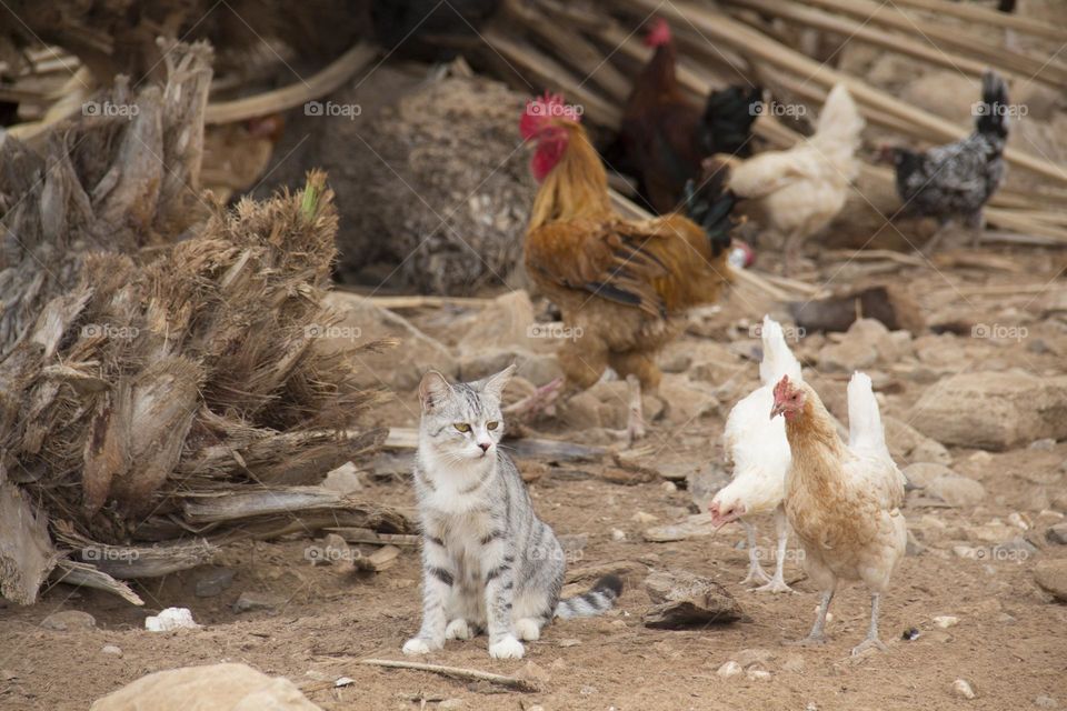 gray cat and chickens in the countryside in the desert