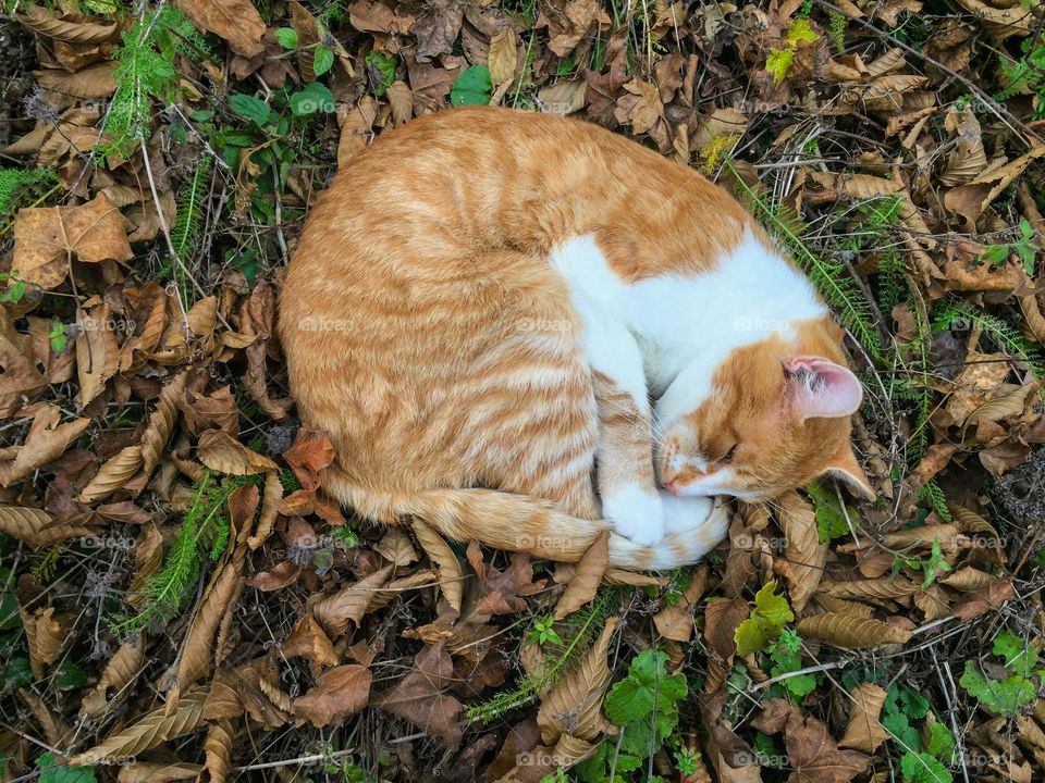 Ginger cat sleeping on autumn brown leaves