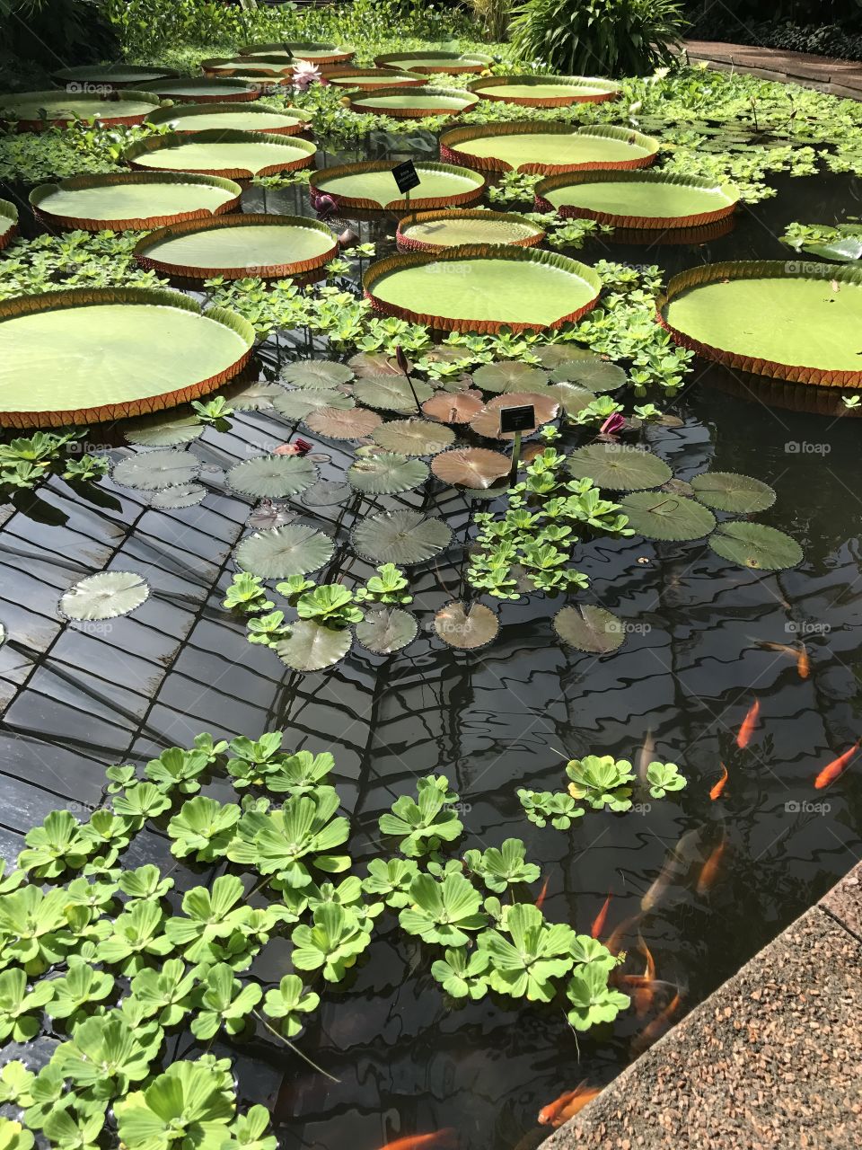 Koi swim in a pond under lily pads at the Royal Botanical Gardens in Scotland