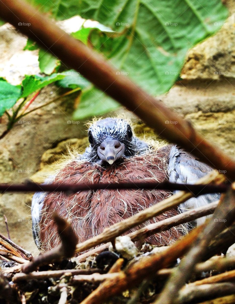 Baby pigeon