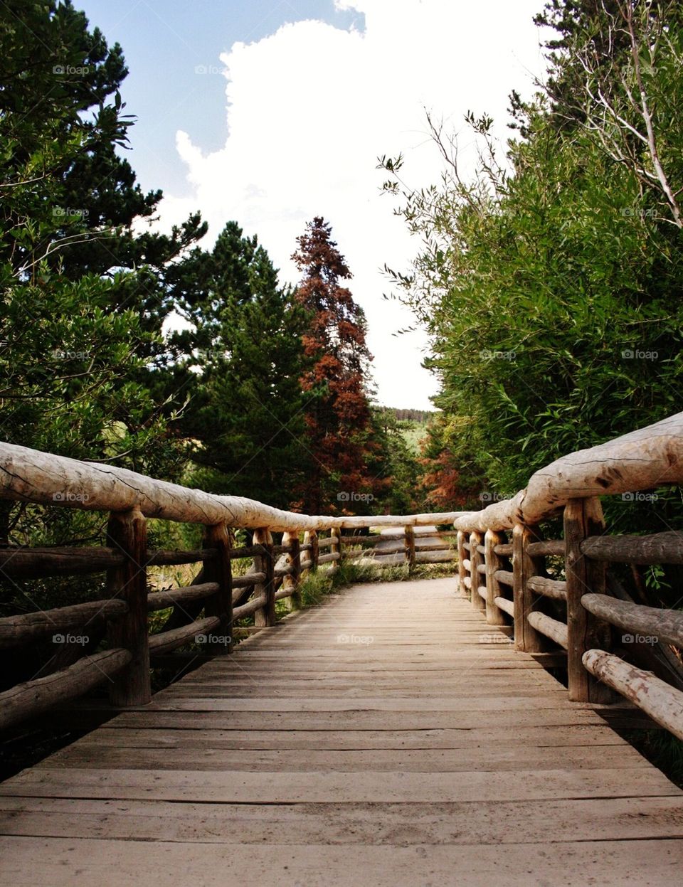 Wooden bridge surrounded by trees