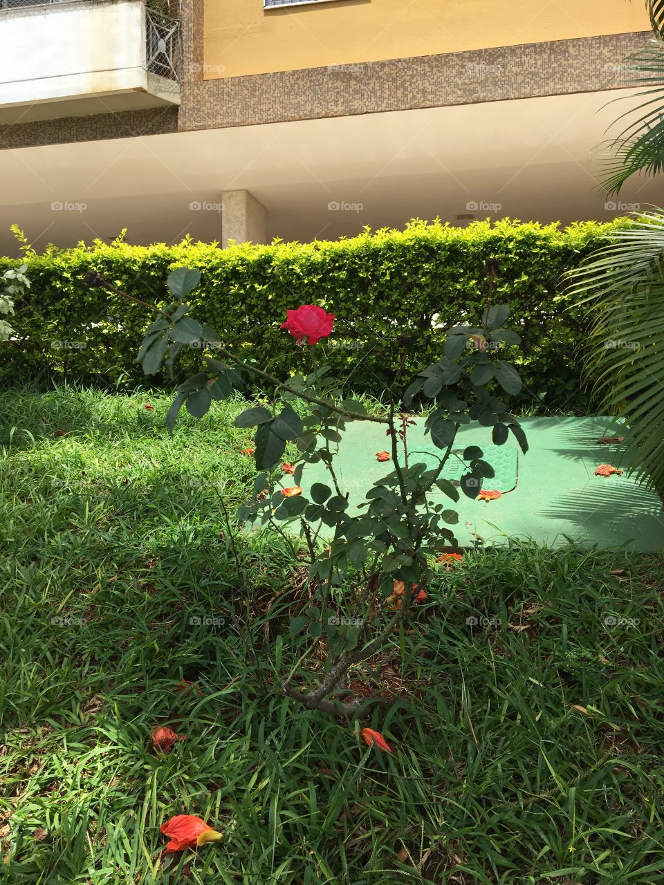Rose in Garden