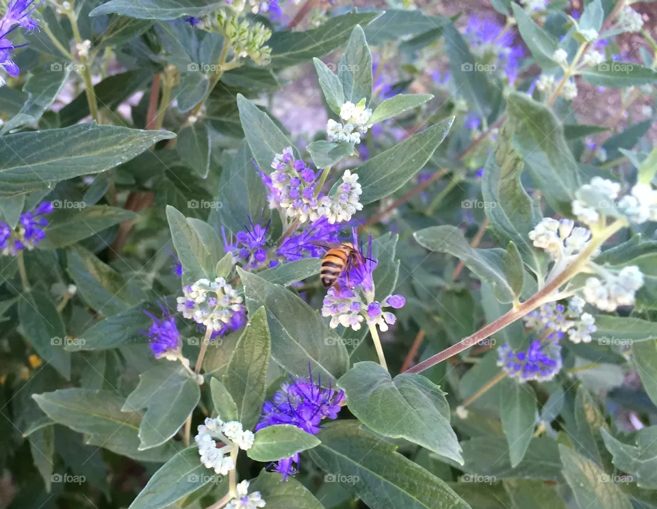 Bee