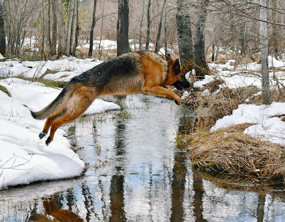 German Shepherd dog jumping over a stream