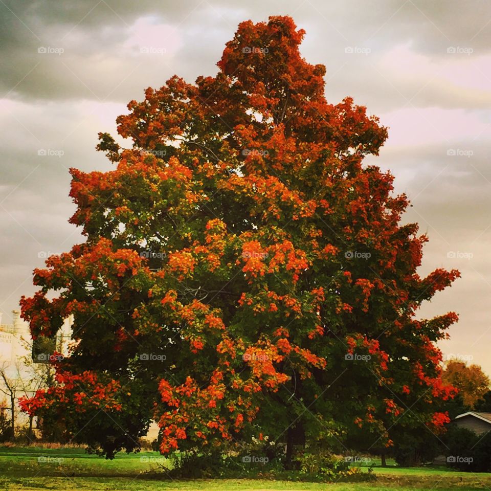A perfect autumn tree 