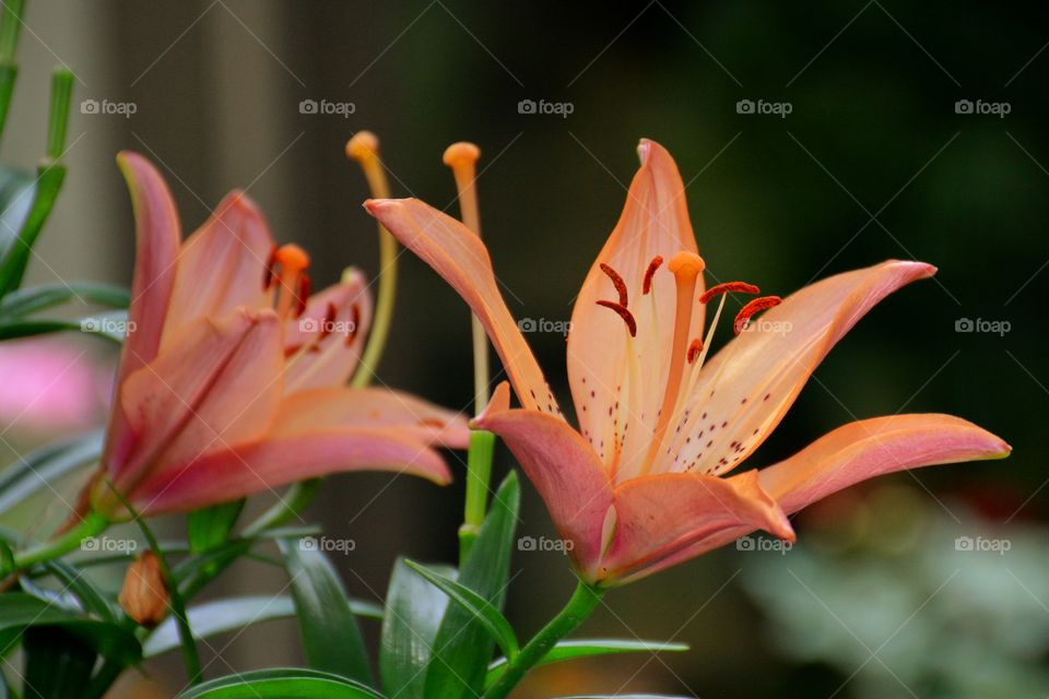 Tiger Lilys