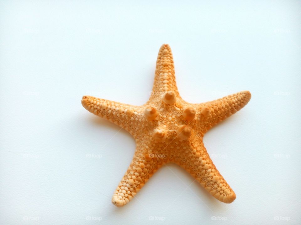 Starfish, No Person, Echinoderm, Seashell, Shellfish