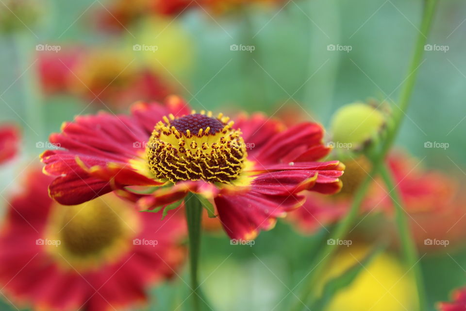 Everywhere are beautiful flowers in our world! You only have to open your eyes to see them...