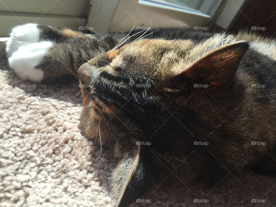 Callie sleeping in the sunshine. Cat sleeping in the sunshine