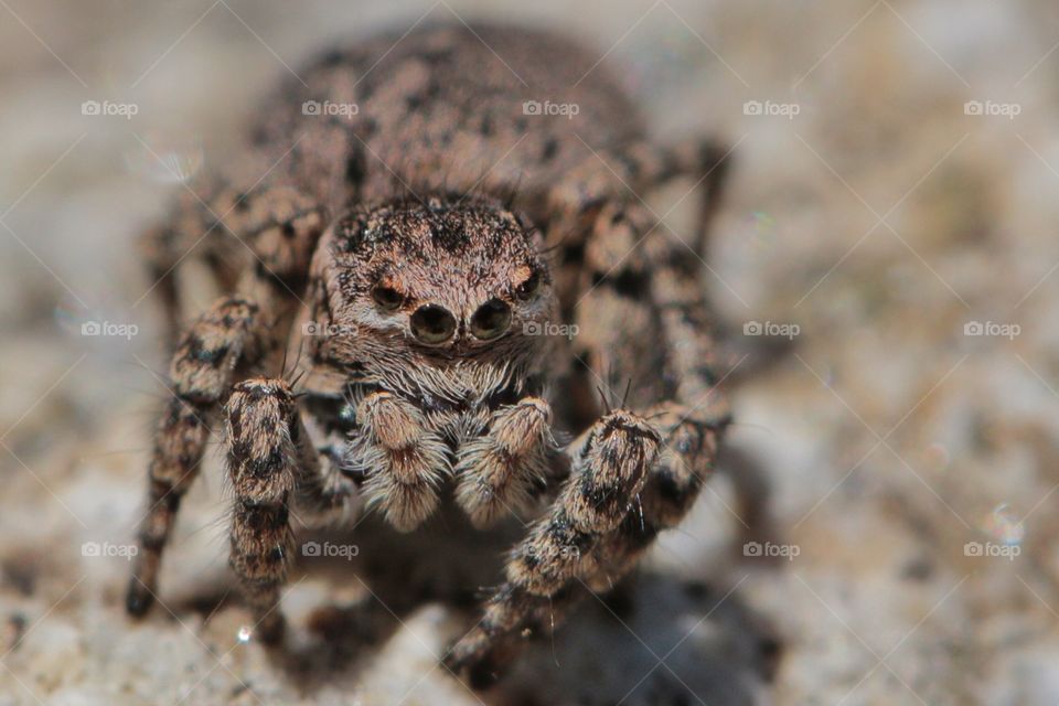 Close-up of jumping spider