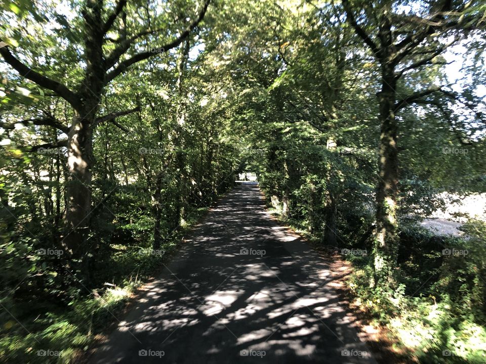 The UK has wonderful country lanes , where the trees overhang majestically. This one is a grand example, Near Uffculme in Devon.