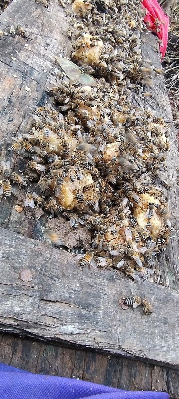 wild bees on the honeycomb