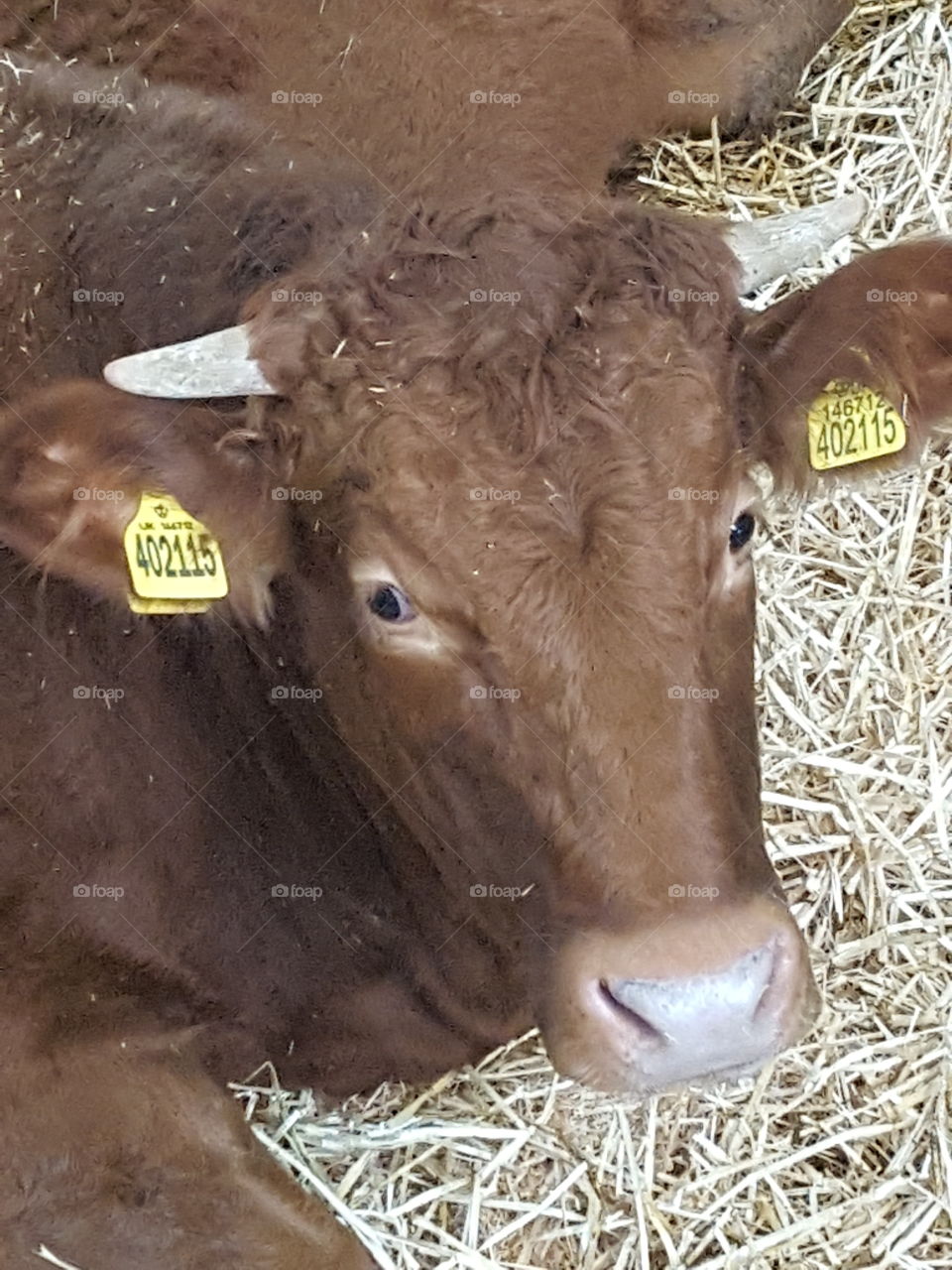 Brown cow